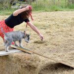 Agility Course 02